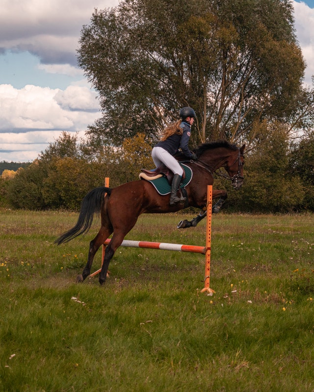 Top 2 Types Of Horse Jumps